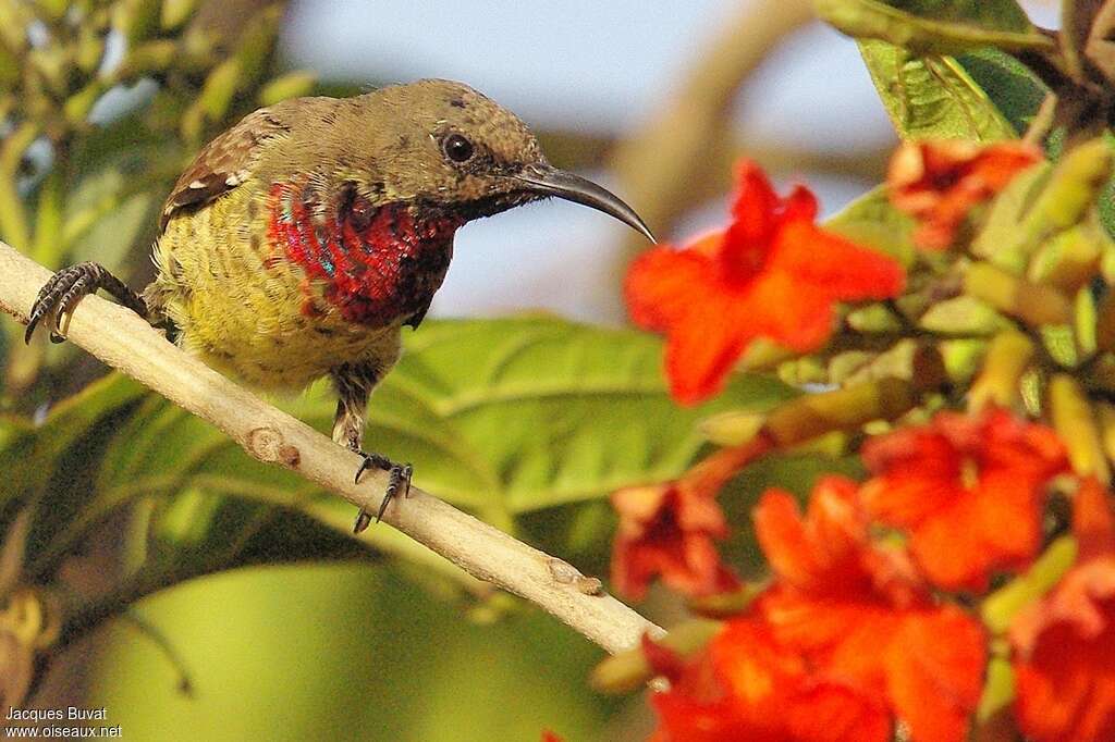 Scarlet-chested Sunbird male subadult transition, Behaviour