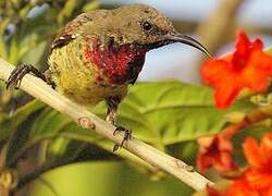 Scarlet-chested Sunbird