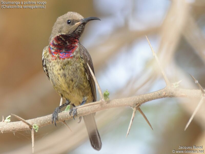 Scarlet-chested Sunbird male subadult transition
