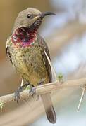 Scarlet-chested Sunbird