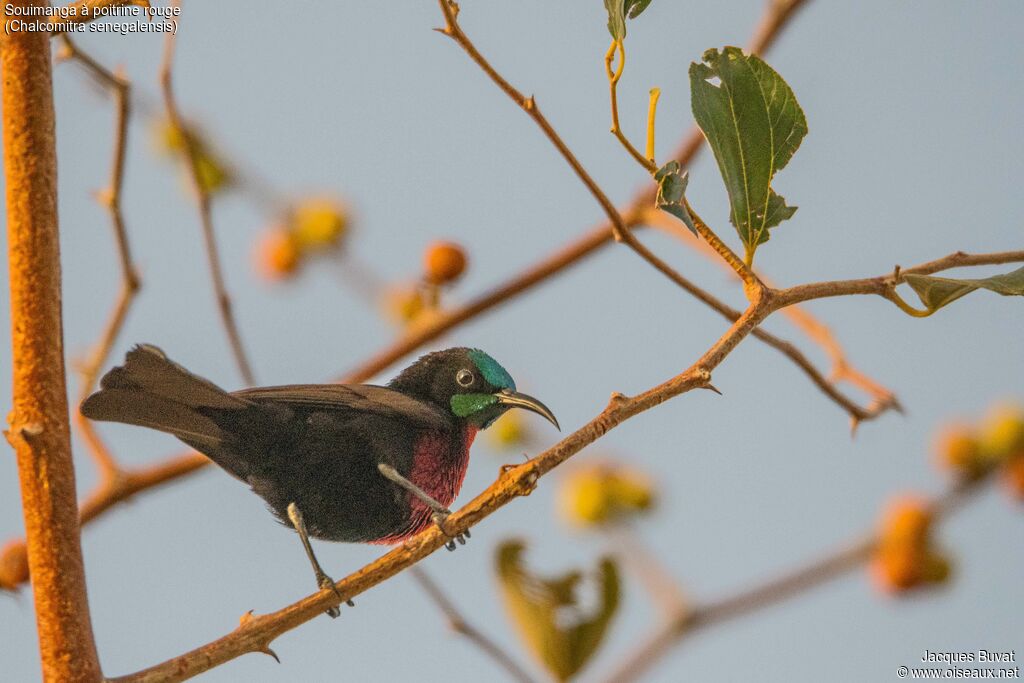 Scarlet-chested Sunbird male adult breeding, identification, aspect, pigmentation