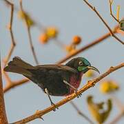 Scarlet-chested Sunbird