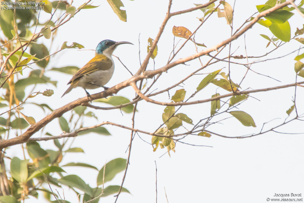 Green-headed Sunbird female adult