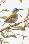 Green-headed Sunbird