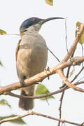 Green-headed Sunbird