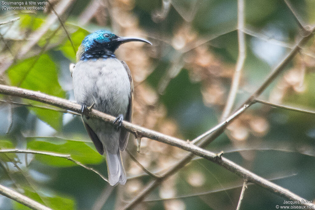 Green-headed Sunbird male adult breeding