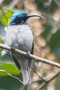 Green-headed Sunbird