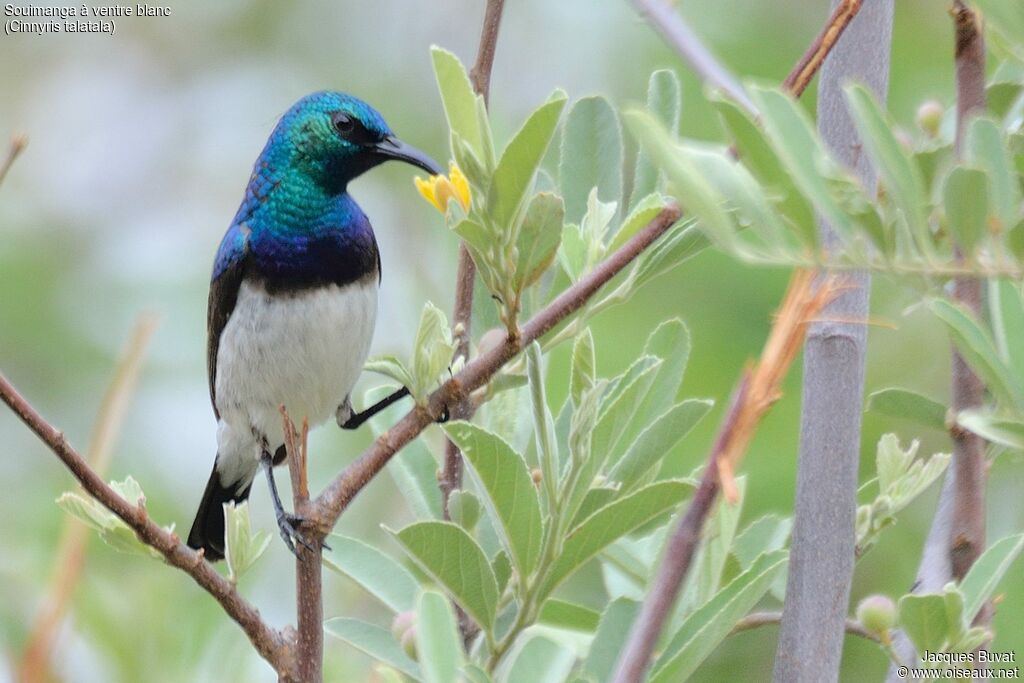 White-bellied Sunbirdadult