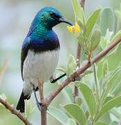 White-bellied Sunbird