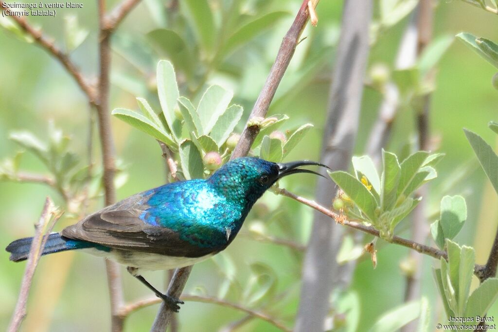 White-bellied Sunbirdadult