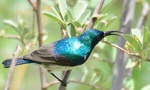 White-bellied Sunbird