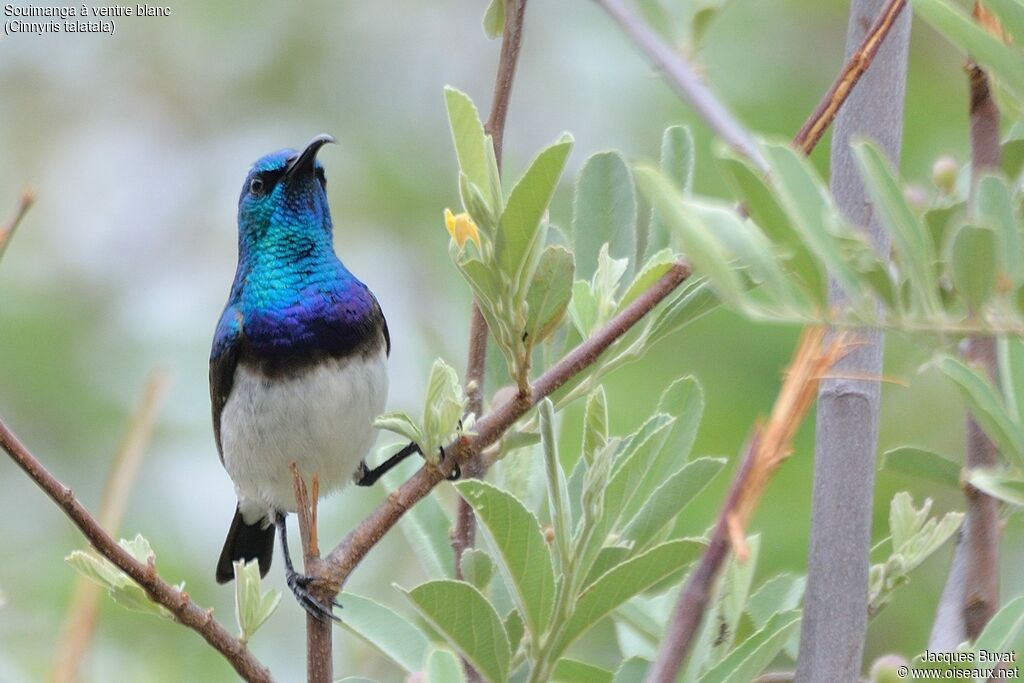 White-bellied Sunbirdadult