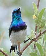 White-bellied Sunbird