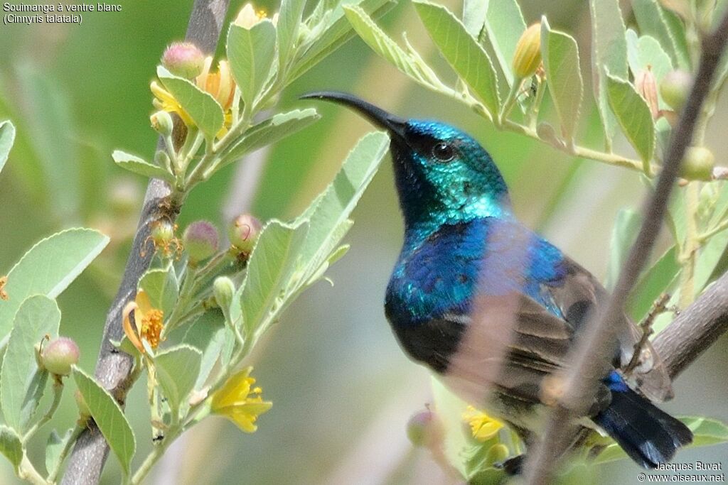 White-bellied Sunbirdadult