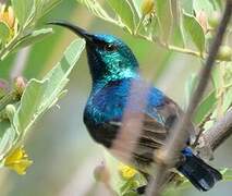 White-bellied Sunbird