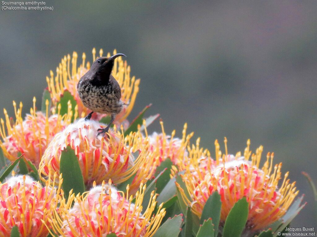 Amethyst Sunbird female