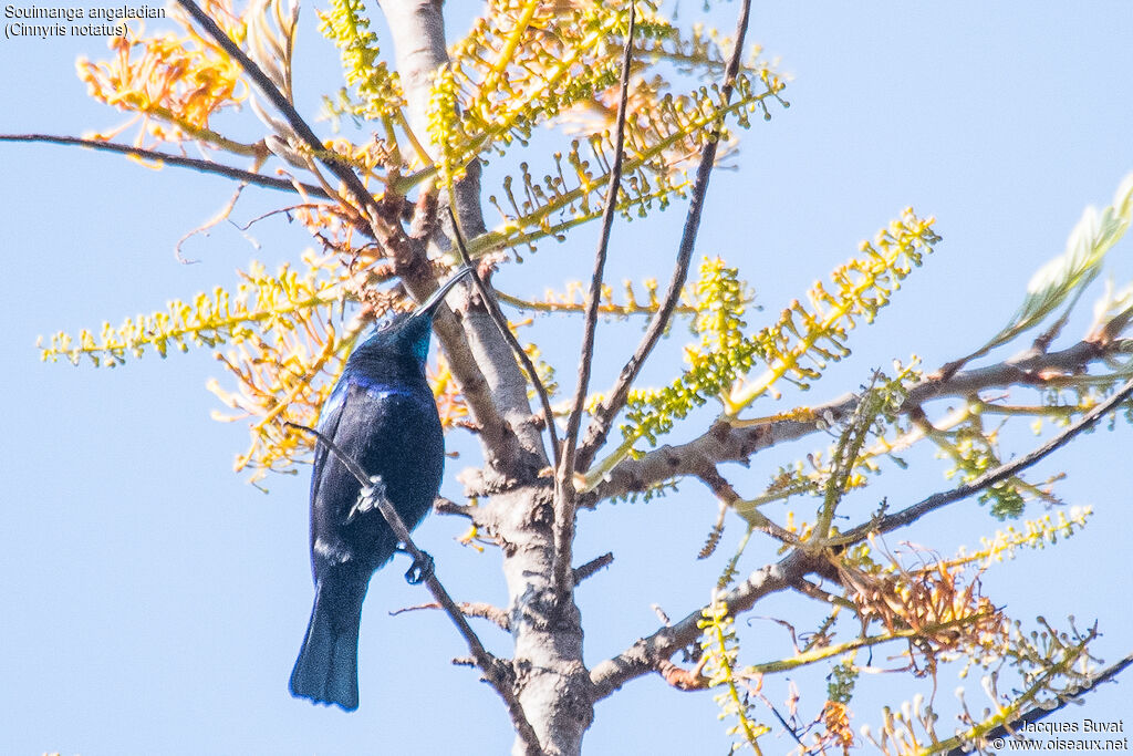 Malagasy Green Sunbird male adult breeding