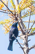 Malagasy Green Sunbird