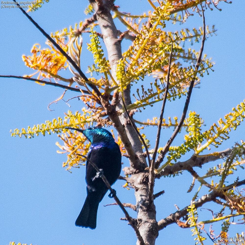 Malagasy Green Sunbird male adult breeding