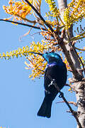 Malagasy Green Sunbird