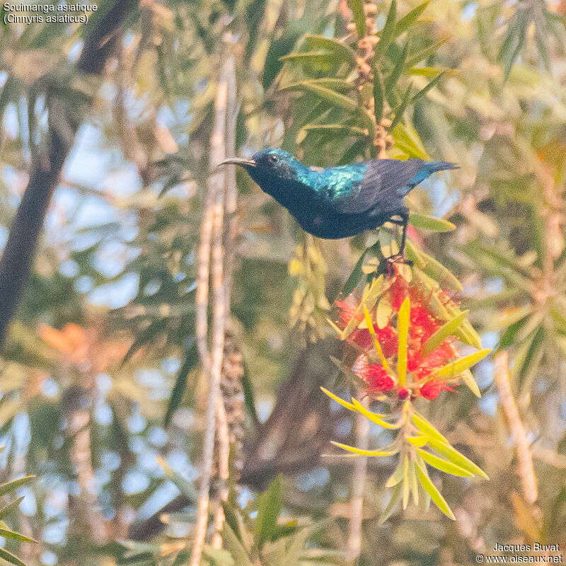 Purple Sunbird male adult breeding, habitat, aspect, pigmentation
