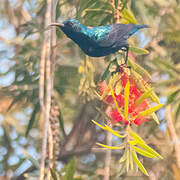 Purple Sunbird