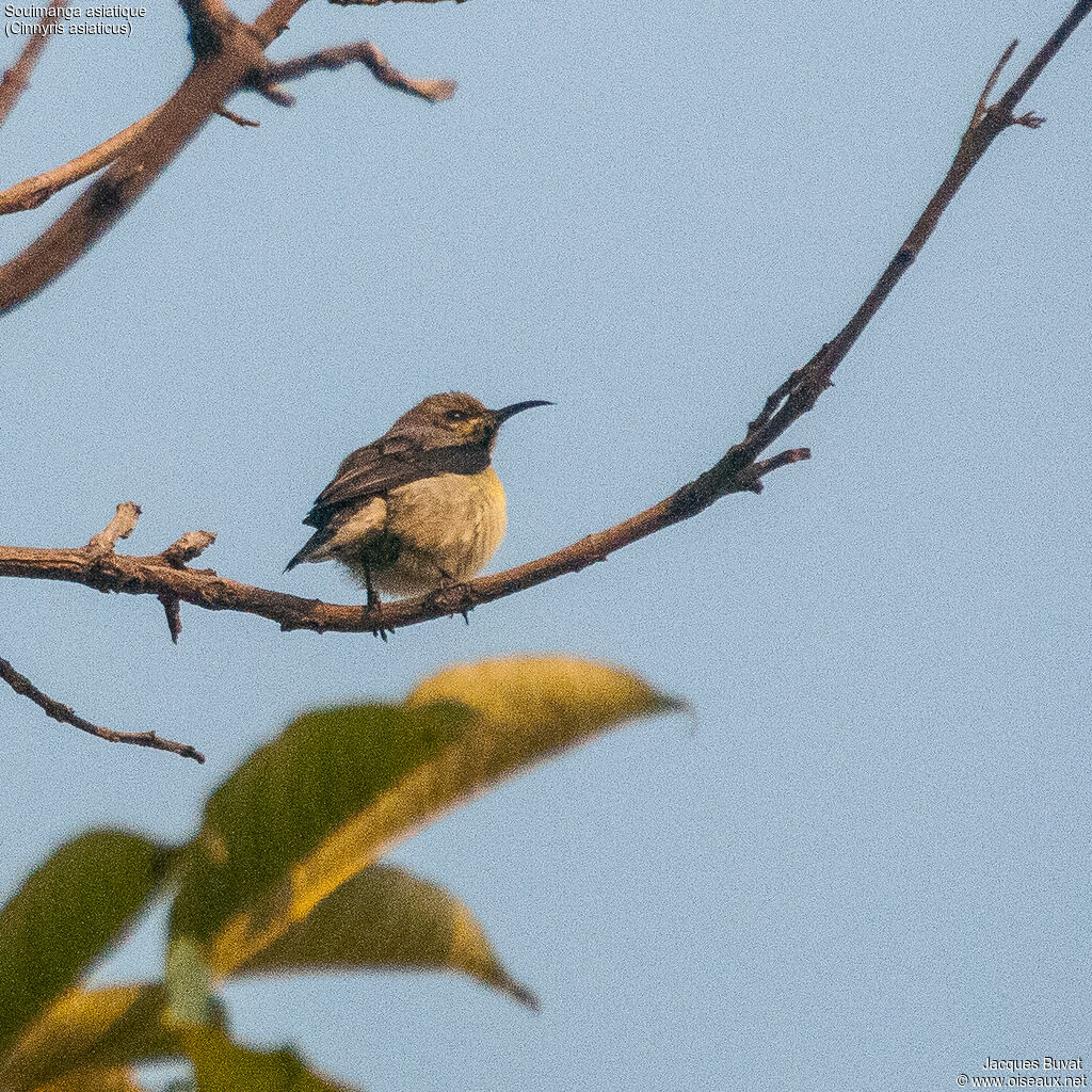 Purple Sunbird female adult, identification, aspect, pigmentation