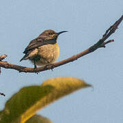 Purple Sunbird