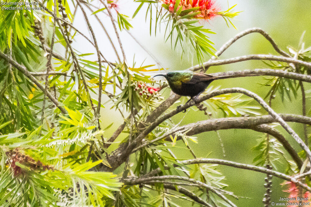 Bronzy Sunbird male adult breeding