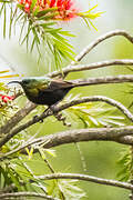 Bronzy Sunbird