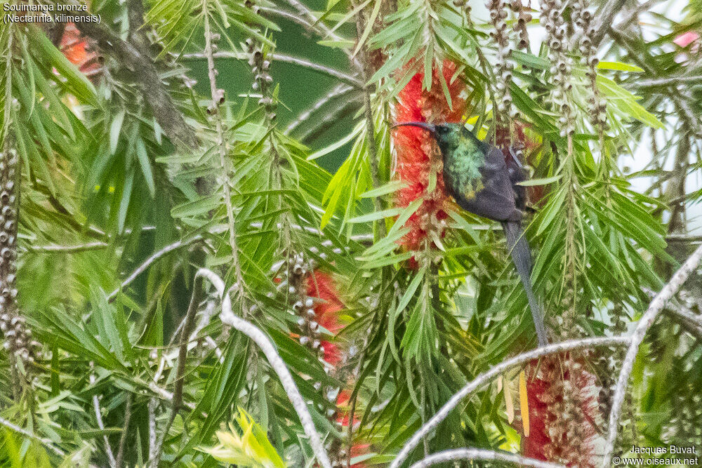 Bronzy Sunbird male adult breeding