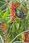 Bronzy Sunbird