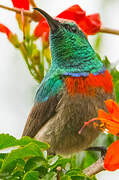 Southern Double-collared Sunbird