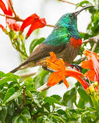 Southern Double-collared Sunbird