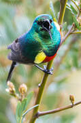 Southern Double-collared Sunbird