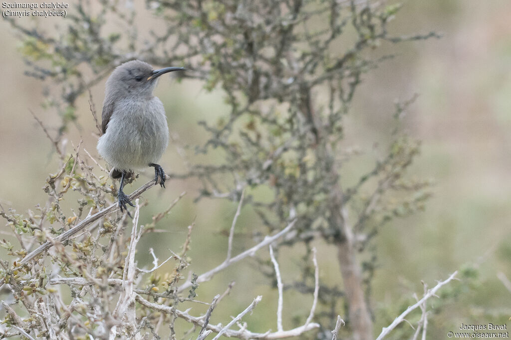 Southern Double-collared Sunbirdjuvenile