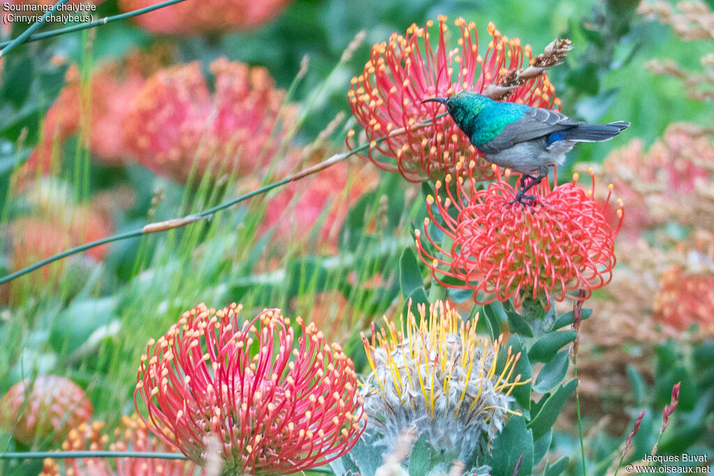 Southern Double-collared Sunbird male adult breeding