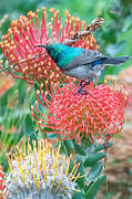 Southern Double-collared Sunbird