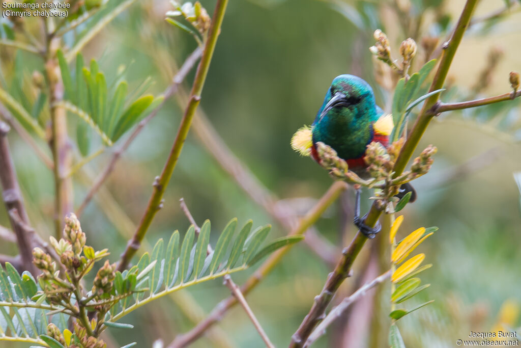 Southern Double-collared Sunbird male adult breeding