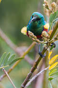 Southern Double-collared Sunbird