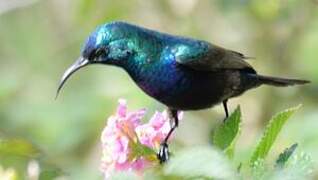 Palestine Sunbird