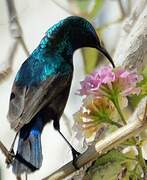 Palestine Sunbird