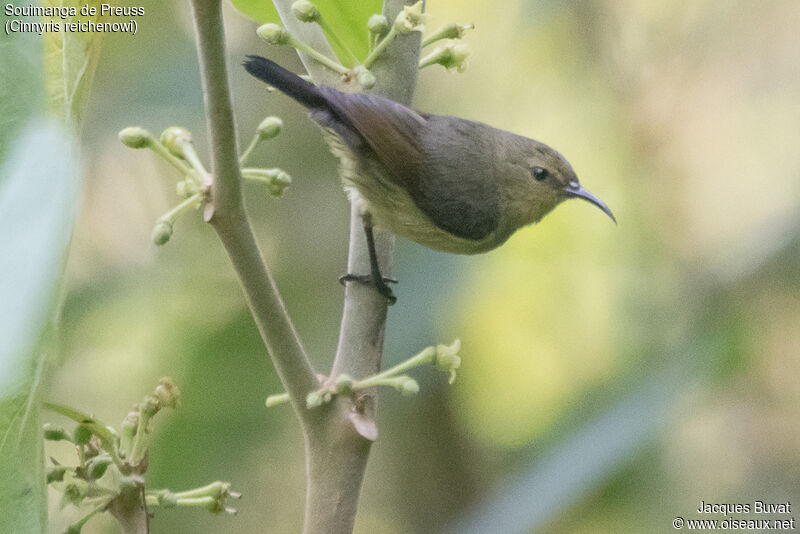Northern Double-collared Sunbird female adult