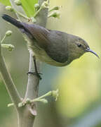 Northern Double-collared Sunbird