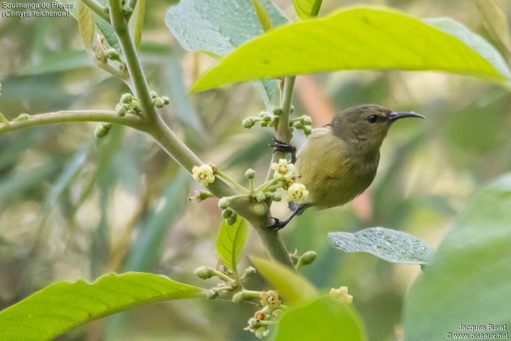 Northern Double-collared Sunbird female