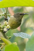 Northern Double-collared Sunbird