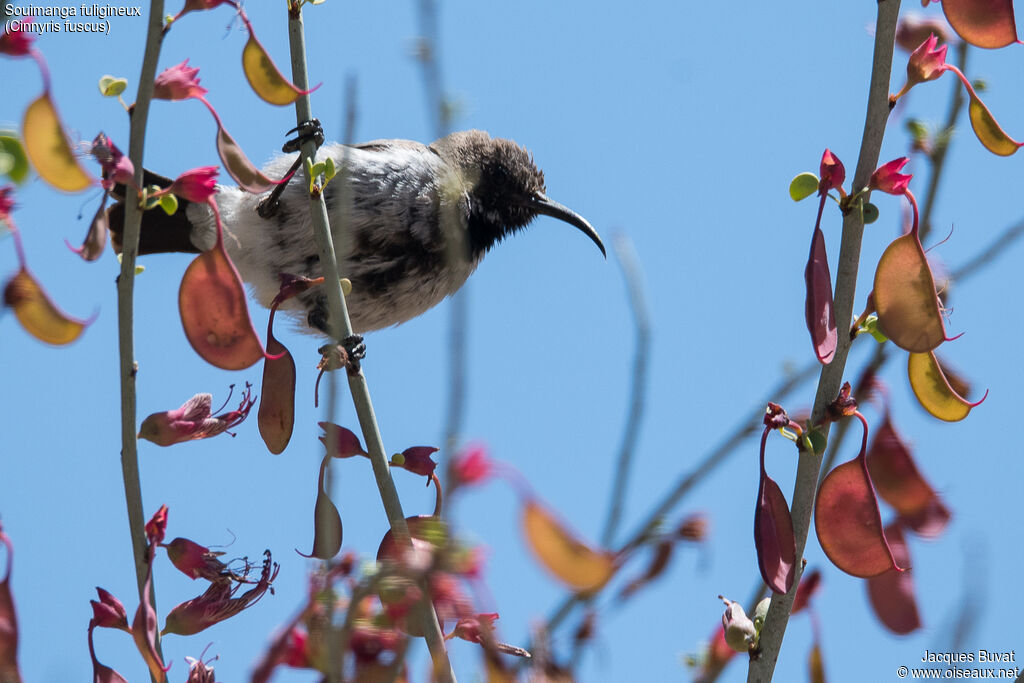 Dusky Sunbird male adult