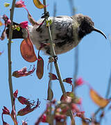 Dusky Sunbird