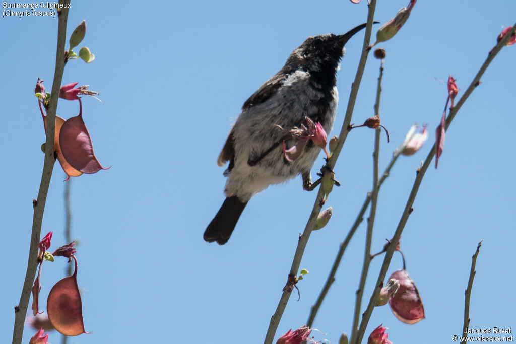 Dusky Sunbird male adult