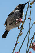 Dusky Sunbird